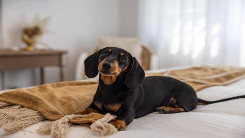 Coffs Harbour Casa | Crackers - Pet Friendly, Jetty Location, Walk to Restaurants