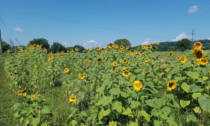 Somerset Casa | D&F Farmhouse, 1500 sq. ft., Parking for boats/trailers, close to marinas /lake