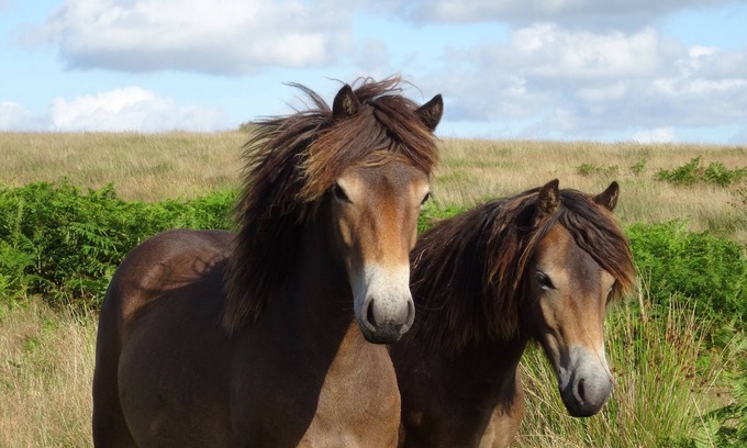 Withypool Cama Y Desayuno | Exmoor bed and breakfast on the Two Moors Way walking route