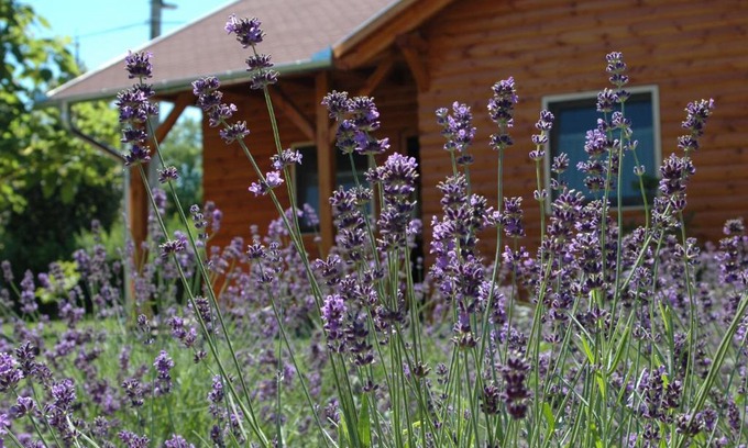 Tiszaszolos Casa | Faház