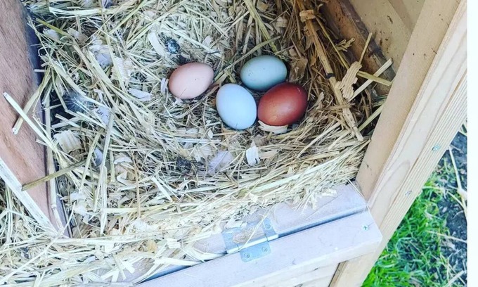 Hollister Casa | Farm Stay🐮 🐥 🐐 🥚