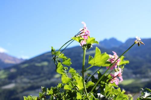 Rifiano Casa | Ferienwohnungen Innerhofer