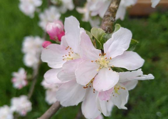 Kleinaspach Apartamento | Fewo Frank