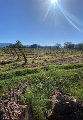Tinogasta Cama Y Desayuno | Finca La Dionisia