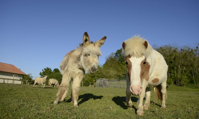 Poyanne Cabaña | Sueño Vacaciones en el suroeste de Francia, tierra de Leonor de Aquitania