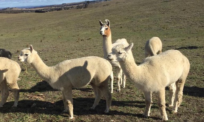 Wayo Casa | GOULBURN ALPACA FARM STAY