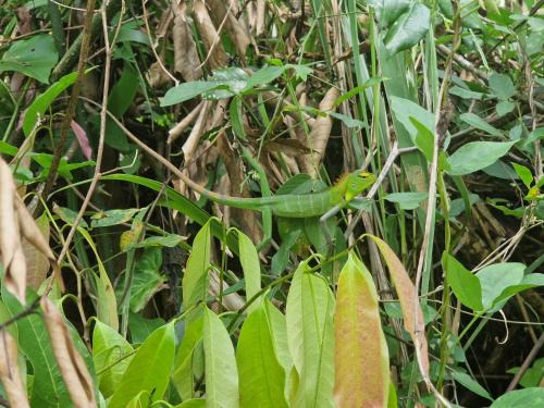Medadumbara Complejo | Heeloya mount view garden