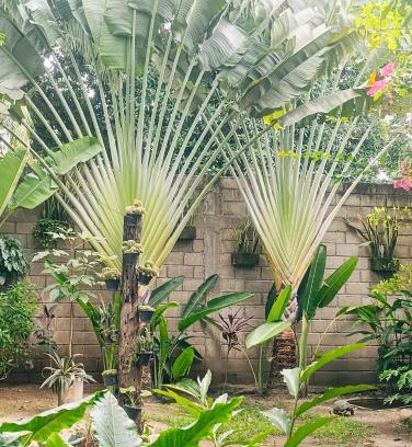 Palomino Casa | Hermoso Palomino