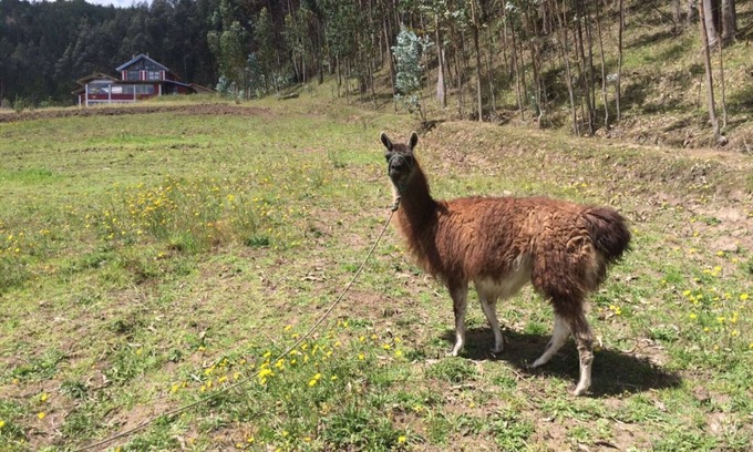 San Pablo del Lago Otro | EXPERIENCIA DE GRANJAS EN EL MEDIO DEL MUNDO