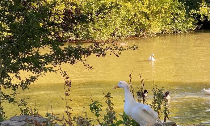 Ashford Cabina | Hunters Cabin- Farm Stay