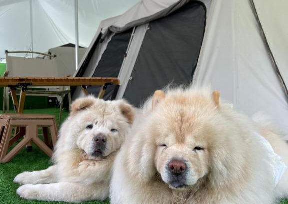 Genting Highlands Otro | iGo Glamz 爱狗露营 Pet Friendly Glamping