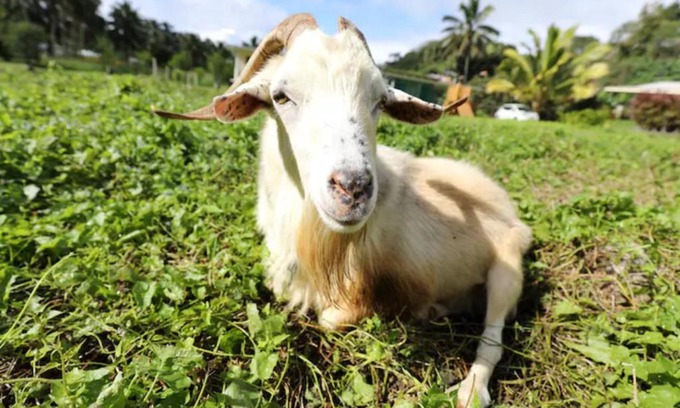 Matavera Casa | JO's Farmstay-charming holiday farm close to famous Muri Beach