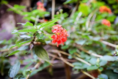Vittorio Emanuele Casa | La casa di Zucca sopra piazza Plebiscito!