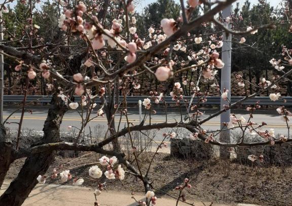 Chuncheon Casa | Lahoja Pension