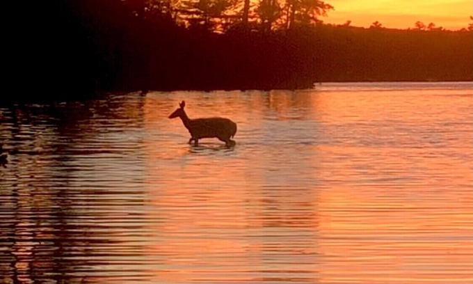 Acton Alquiler De RV | Lakewood Exclusive Camping