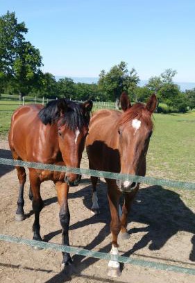 Valeille Apartamento | le bungalow au fond du jardin