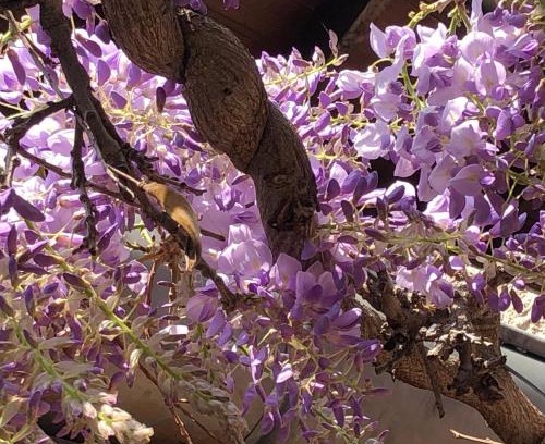 Trevoux Casa | Le jardin de félicie