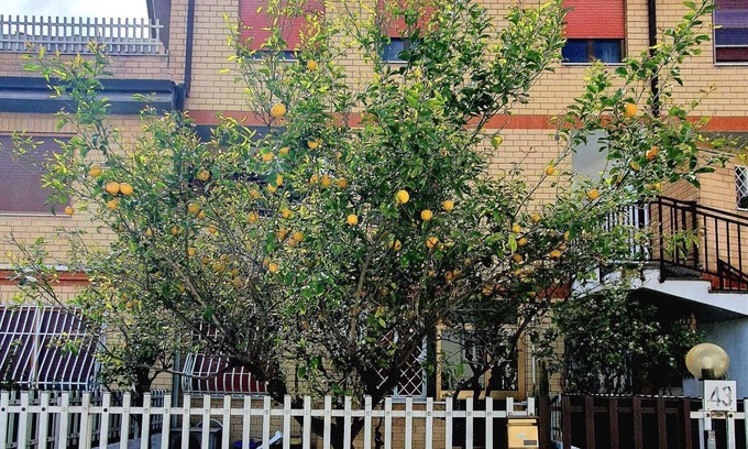 Ostia Antica Apartamento | Lemon Tree House