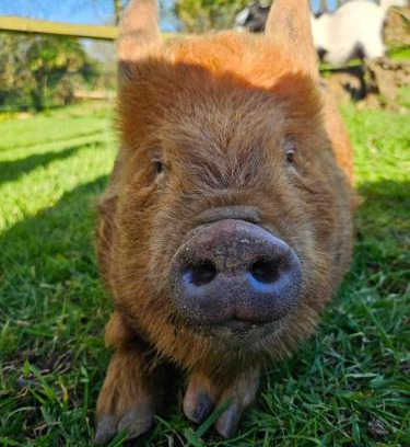 Gouezec Casa | Les gites de koatephani et ses animaux