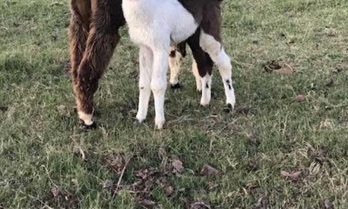 Omaha Casa | ** Nuevo ** Llama House - Vistas increíbles - Entorno campestre - ¡Cerca de todo!