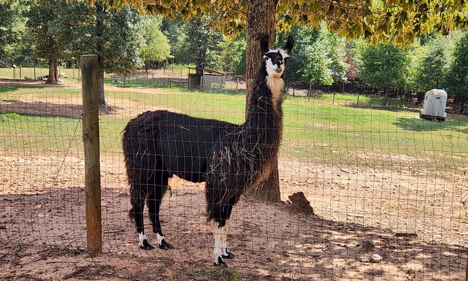 Villa Rica Alquiler De RV | Llama Retreat - wall tent in a peaceful setting