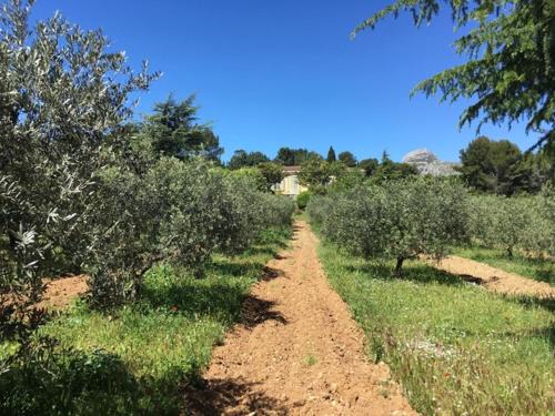 Aubagne Casa | Logement Provence dans domaine oléicole