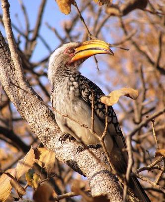 Tierpoort Apartamento | Mabula Game Reserve