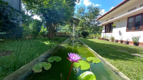 Gomagoda Casa | Mahaweli Shades