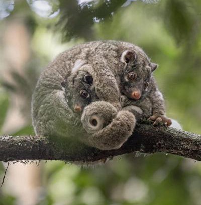 Upper Barron Cama Y Desayuno | Malanda Falls Retreat