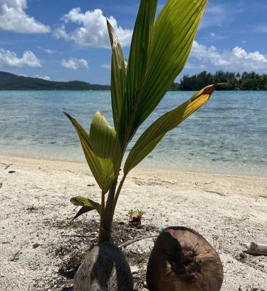 Taha'a Otro | Motu ATAHIRI Camping