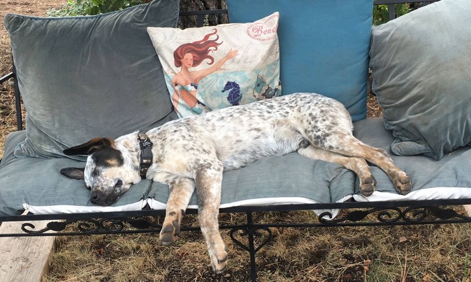 Weed Casa | Mountain Breeze - Pet Friendly Read Our Reviews