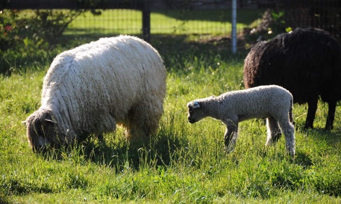 Temecula Cabaña | Granjas Namaste; Granja de ovejas de lana de trabajo privado en el corazón de Wine Country