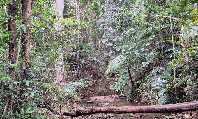 Cow Bay Casa | New, 40% off, creek, beach, cassowaries, acreage, rainforest, swimming holes