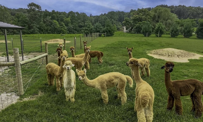 Taswell Casa | Patoka Lake Alpaca Farmstay