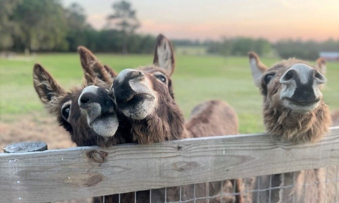 Williston Casa | Vida tranquila en el campo cerca de Ocala y Gainesville!