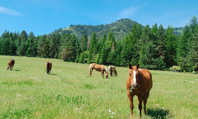 Summerville Casa | RBH Mountain Ranch Home