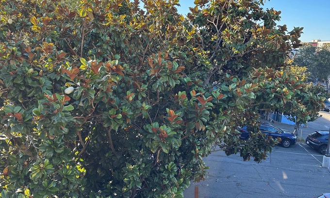 Downtown Berkeley Apartamento | Relaxing Berkeley Nook: Your Private Cozy Escape