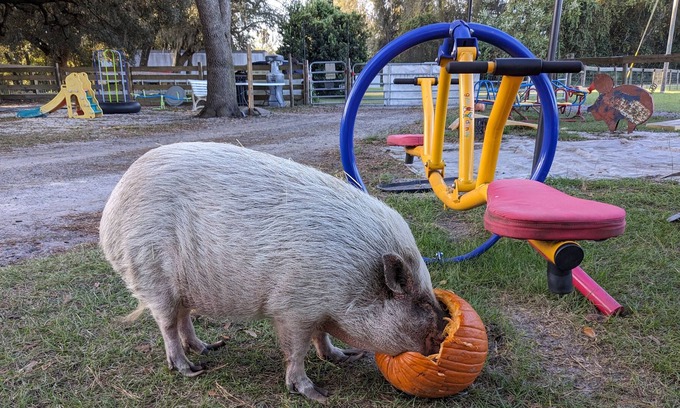 Putnam Hall Alquiler De RV | Rooterville Animal Sanctuary