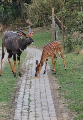 Nelspruit Cabina | Shiloh Bush Cottage