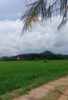 Pokok Sena District Casa | Sri Nawa Homestay