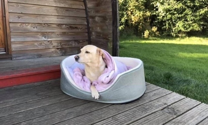 Berwick-upon-Tweed Cabina | Pet Friendly-Cabaña-Communal washrooms