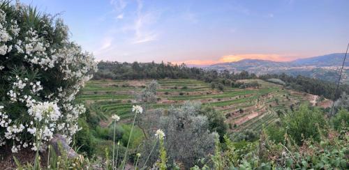 Baiao Casa | Stay on a Vineyard in Douro Valley Quinta de Alvites