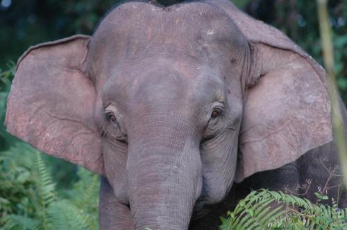 Sukau Cama Y Desayuno | Sukau Village View Stay & Backpackers