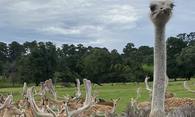 Montgomery Otro | Sunset house #1