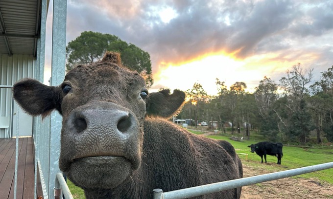 Nannup Chalet De Esquí | Tanjanerup Chalets "Winston" Farm Stay. Meet Larry, Clementine, Lady & Floss