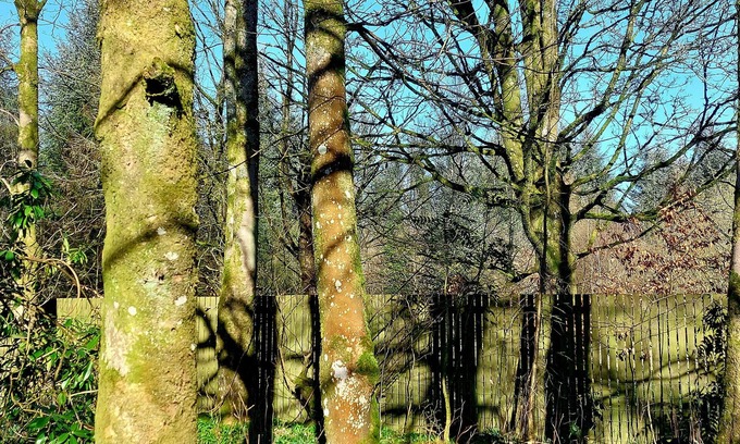 Canonbie Cabaña | The Coach House, Canonbie