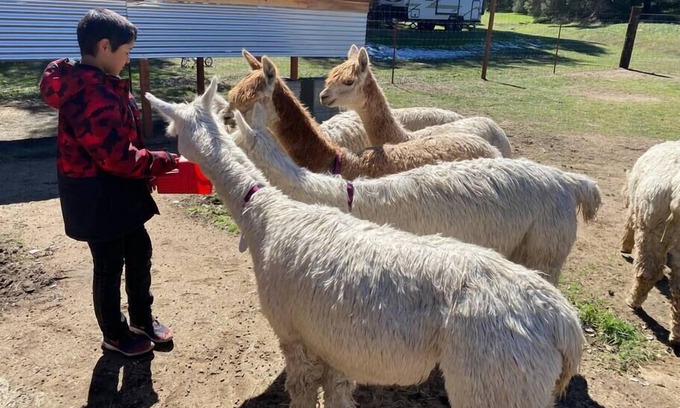 Descanso Cabina | "The Cottage" at Deer Valley Alpaca Farm