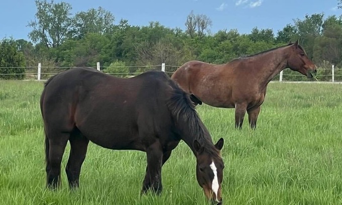 Town of Essex Casa | The horse ranch living and if you climb into the saddle be ready for the ride