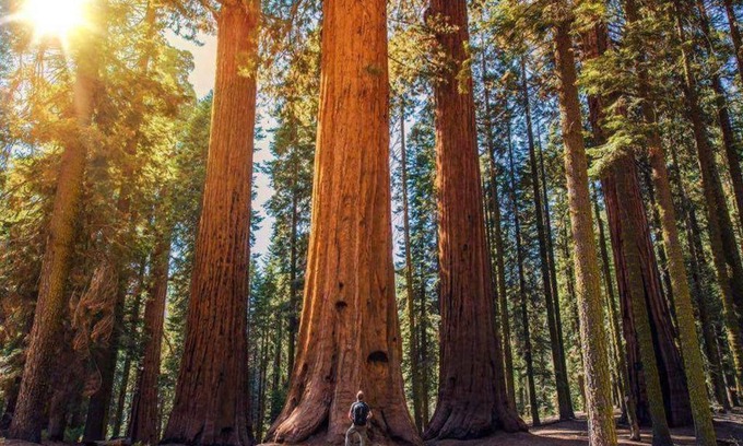 Three Rivers Casa | The Sequoia Hut!