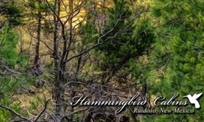 Ruidoso Cabina | The Tree House: '¡Viviendo sobre los árboles!'